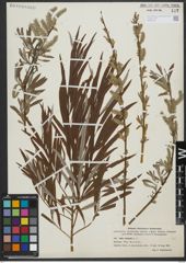 Foto von Salix viminalis L.